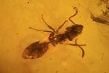 Fossil Ant, Fly & Wasp In Baltic Amber #84664-1
